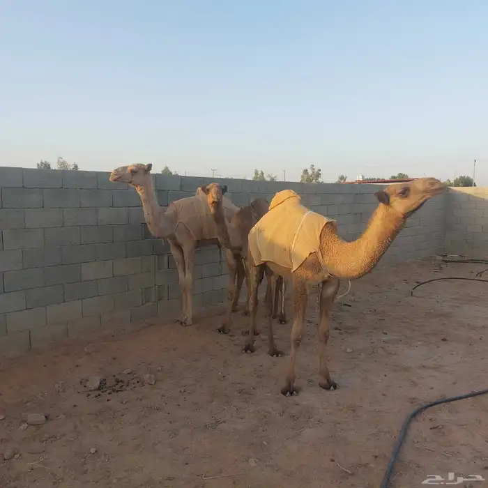 قعود وبكرتين 0