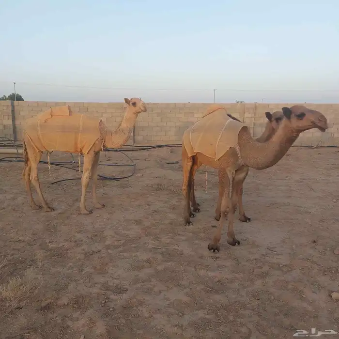 قعود وبكرتين 5