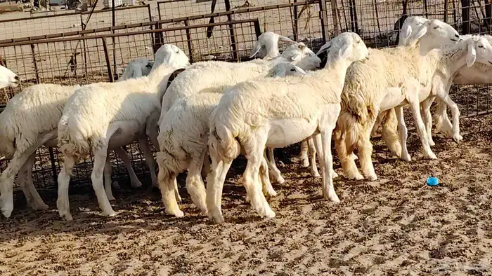 رخال مقاني طييه العدد 12 بالفحل رخال صنف تأسيس مراح 20
