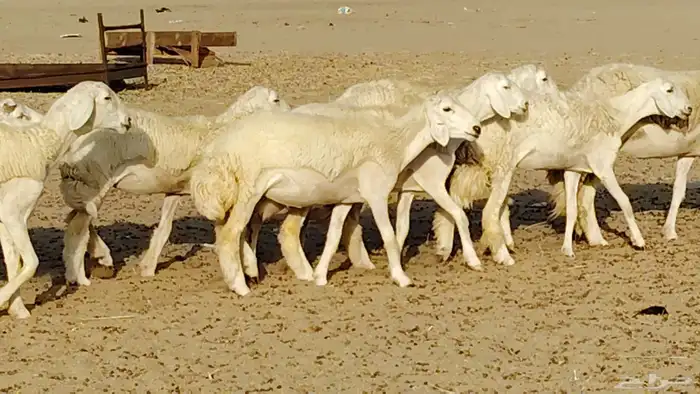 رخال مقاني طييه العدد 12 بالفحل رخال صنف تأسيس مراح 36