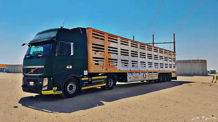 حائل الطول 17 متر العدد 300 راس غنم 0