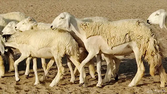 رخال مقاني طييه العدد 12 بالفحل رخال صنف تأسيس مراح 1