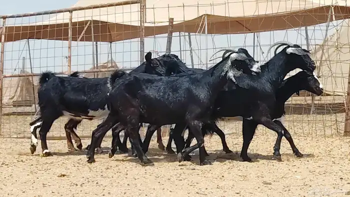 معزه جنوبيات للبيع العدد 7 روس 1