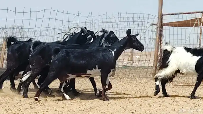 معزه جنوبيات للبيع العدد 7 روس 5