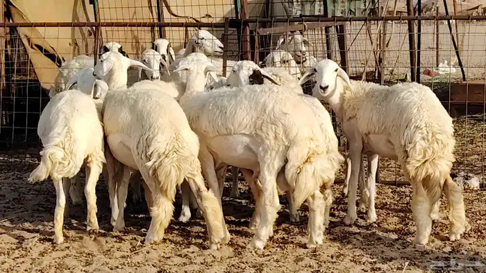 رخال مقاني طييه العدد 12 بالفحل رخال صنف تأسيس مراح 8