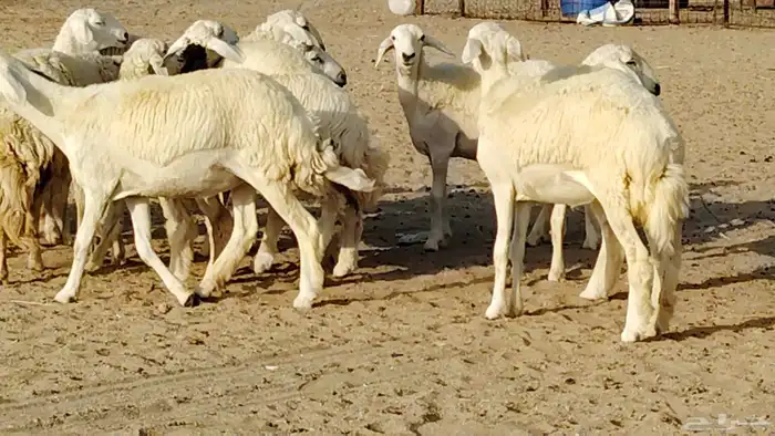 رخال مقاني طييه العدد 12 بالفحل رخال صنف تأسيس مراح 16