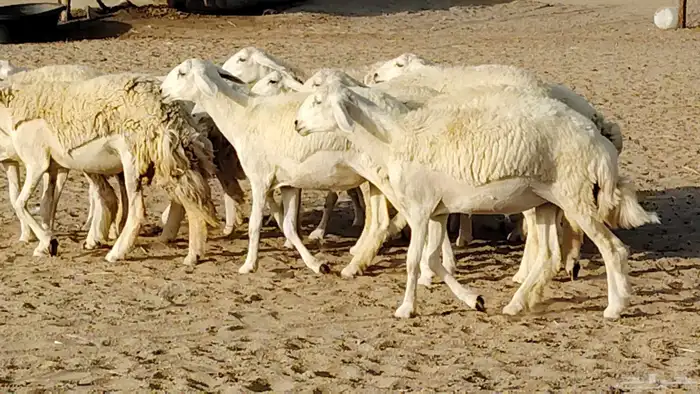 رخال مقاني طييه العدد 12 بالفحل رخال صنف تأسيس مراح 17
