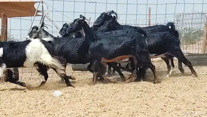 معزه جنوبيات للبيع العدد 7 روس 3