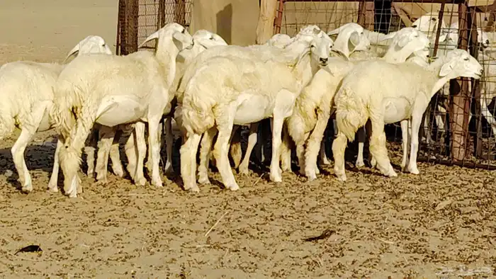 رخال مقاني طييه العدد 12 بالفحل رخال صنف تأسيس مراح 14