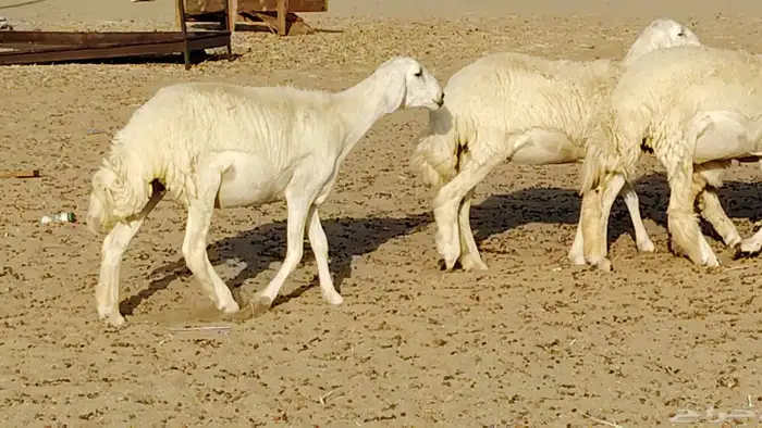 رخال مقاني طييه العدد 12 بالفحل رخال صنف تأسيس مراح 3