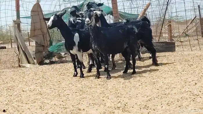 معزه جنوبيات للبيع العدد 7 روس 6