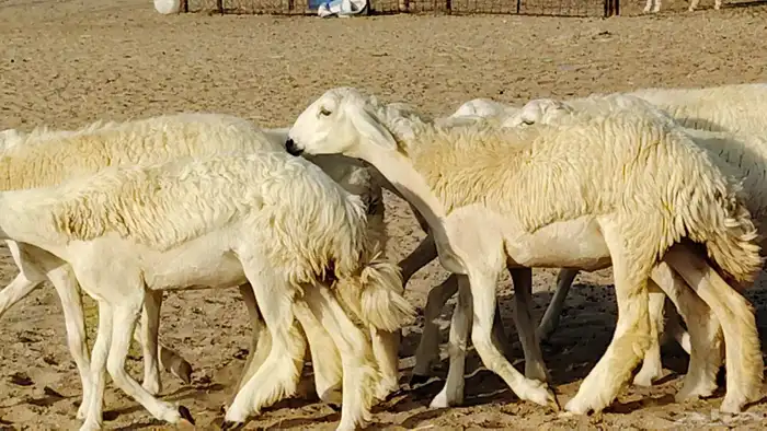 رخال مقاني طييه العدد 12 بالفحل رخال صنف تأسيس مراح 2