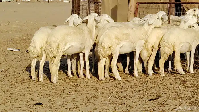 رخال مقاني طييه العدد 12 بالفحل رخال صنف تأسيس مراح 15