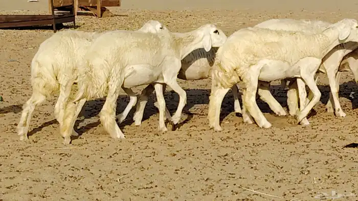 رخال مقاني طييه العدد 12 بالفحل رخال صنف تأسيس مراح 39