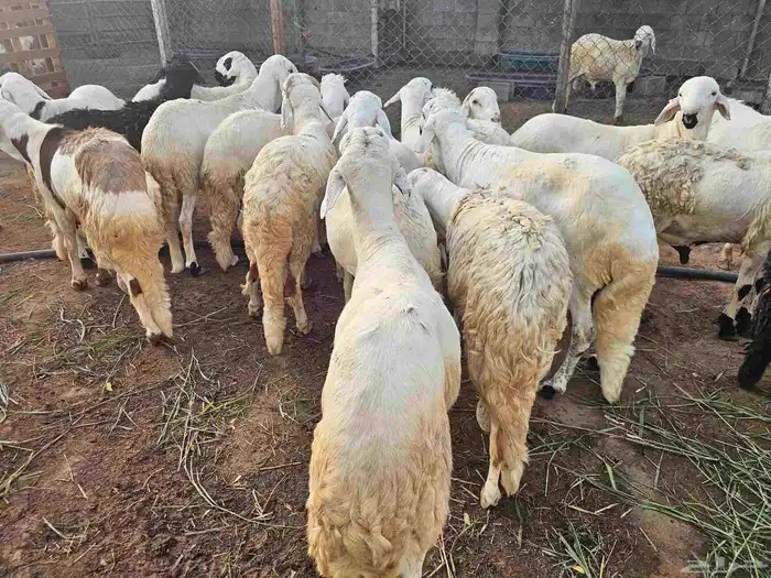 خرفان سواكني 3