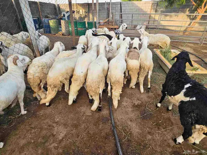 خرفان سواكني 1