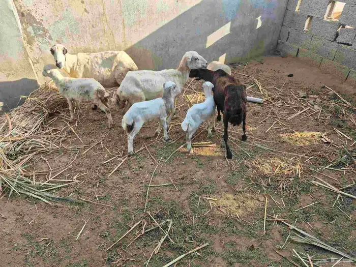 3 ضان مناتيج يتبعه 2 رخيل 1 وفريد جنوب ابوعريش 2