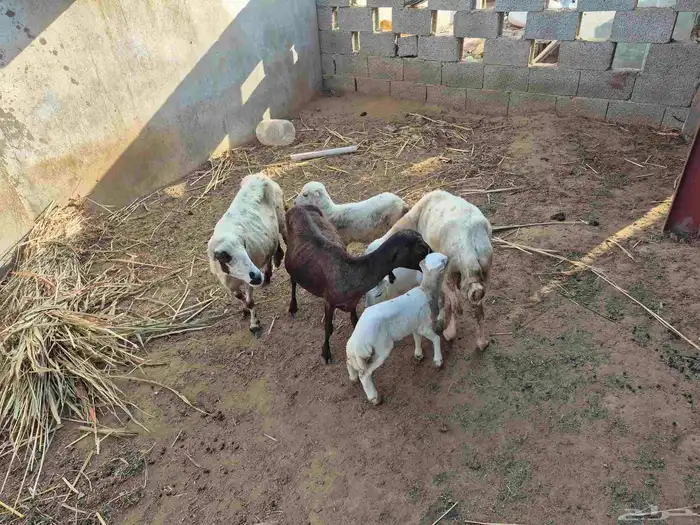 3 ضان مناتيج يتبعه 2 رخيل 1 وفريد جنوب ابوعريش 1