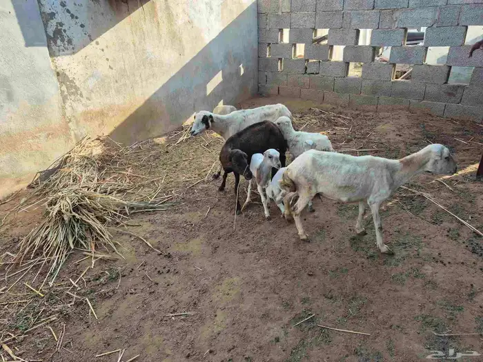 3 ضان مناتيج يتبعه 2 رخيل 1 وفريد جنوب ابوعريش 5
