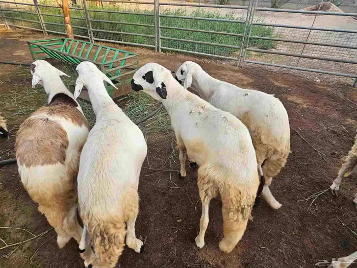 خرفان سواكني 2