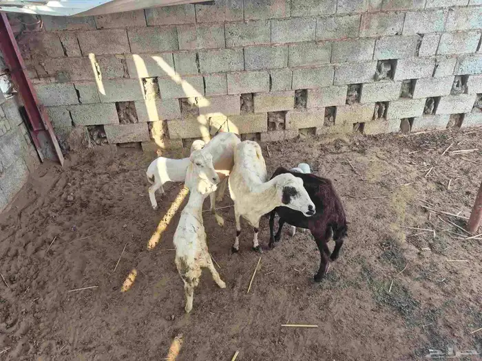 3 ضان مناتيج يتبعه 2 رخيل 1 وفريد جنوب ابوعريش 7