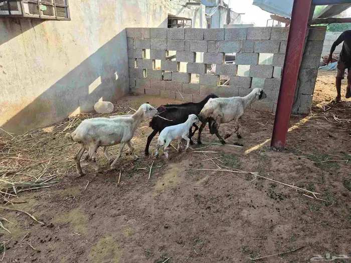 3 ضان مناتيج يتبعه 2 رخيل 1 وفريد جنوب ابوعريش 4