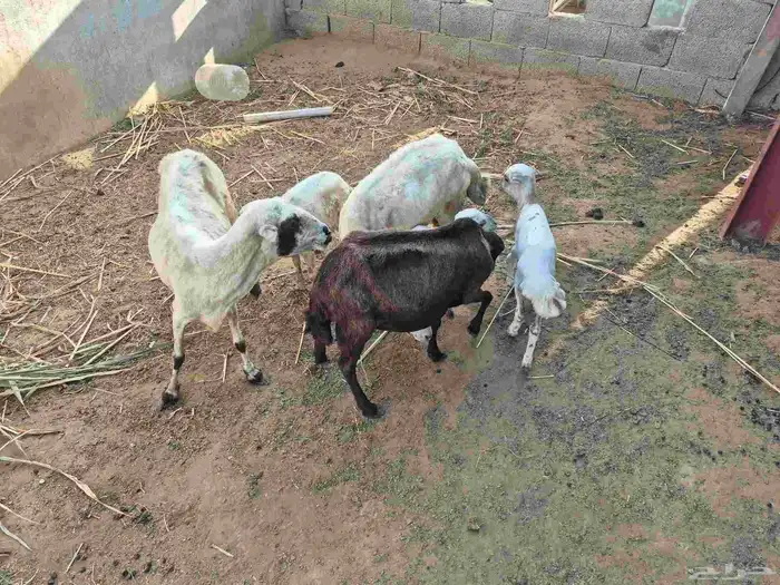 3 ضان مناتيج يتبعه 2 رخيل 1 وفريد جنوب ابوعريش 0