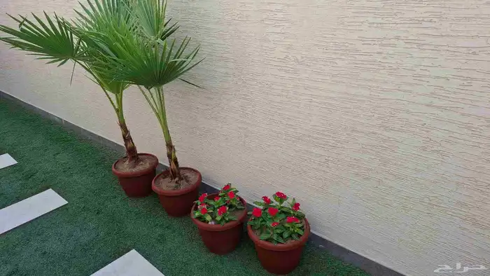 أحواض منزلية ورود ريحان أشجار شتلات 7