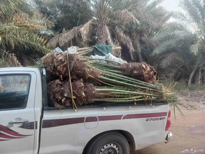 يوجد لدينا جميع انواع النخيل المثمرة وزينه 3