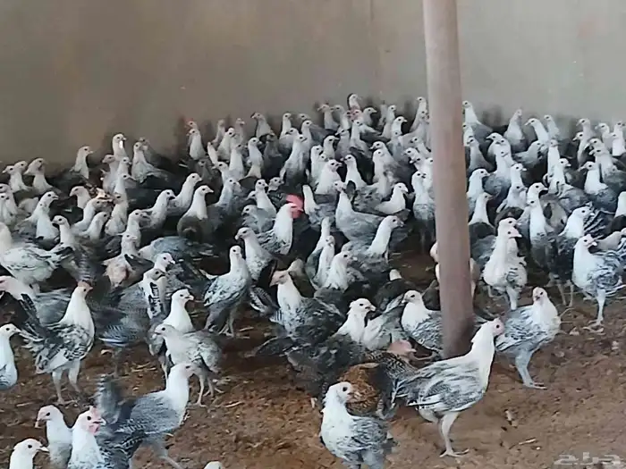 دجاج فيومي شبابي 0