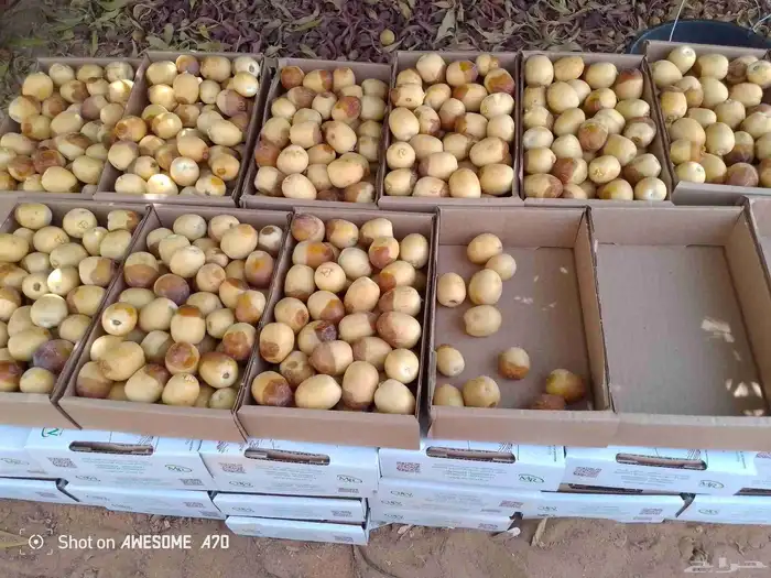 مناصيف هلالي 0