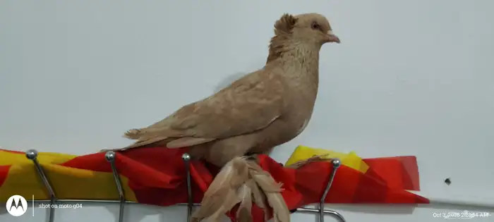Single male pigeon حمامة مغنية ذكر 3