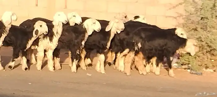 رخال نجد العدد 12 عمرهم حول 6 أشهر 5