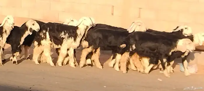 رخال نجد العدد 12 عمرهم حول 6 أشهر 7