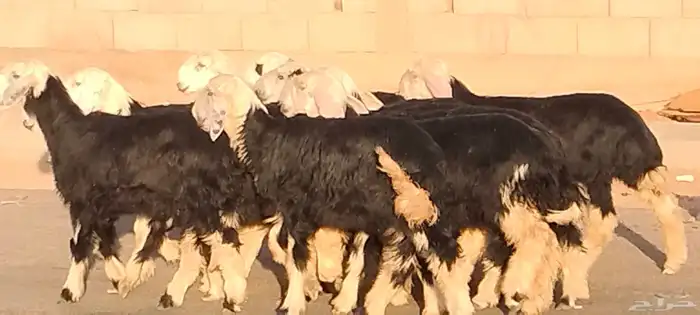 رخال نجد العدد 12 عمرهم حول 6 أشهر 9