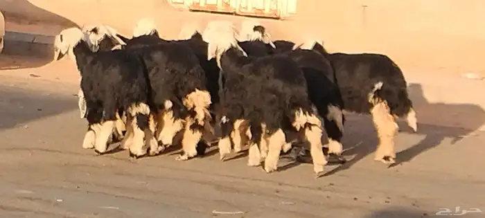 رخال نجد العدد 12 عمرهم حول 6 أشهر 3