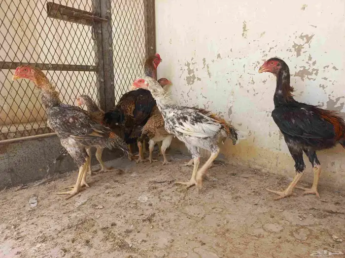 دجاج شامو ياباني 2