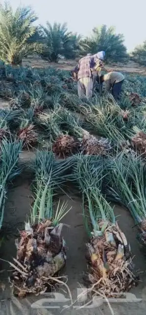 يوجد لدينا جميع أنواع انخيل اللبيع ونوايع فاخره ونخل زينه 7