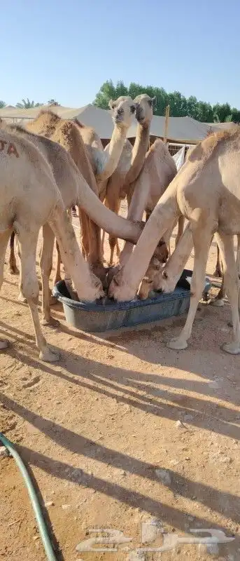 قعدان ممتازه لحم مضمون وعلي الشرط 2800 0