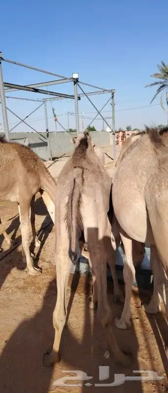 قعدان ممتازه لحم مضمون وعلي الشرط 2800 3