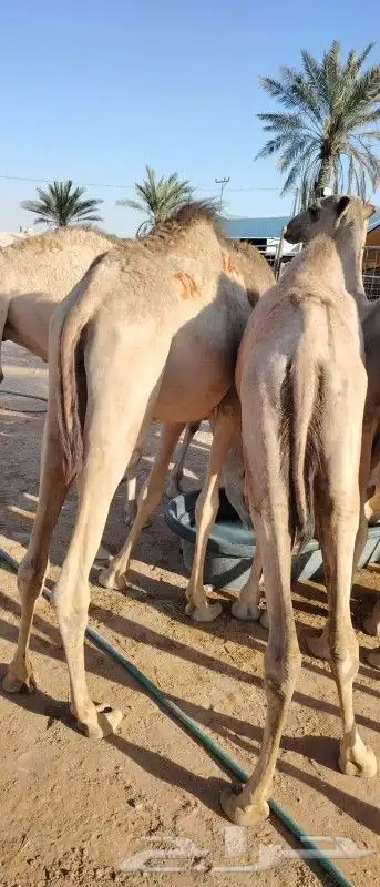 قعدان ممتازه لحم مضمون وعلي الشرط 2800 1