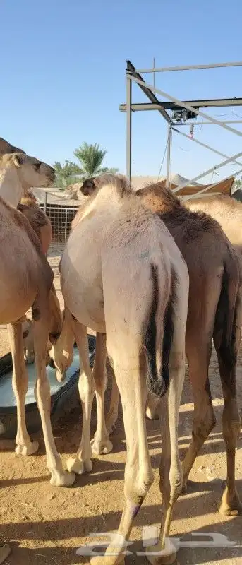 قعدان ممتازه لحم مضمون وعلي الشرط 2800 2