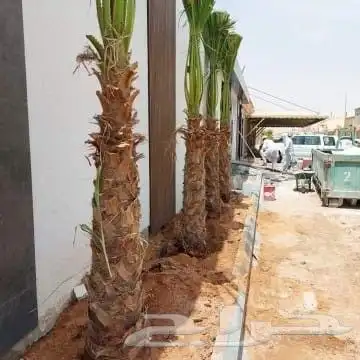 تنسيق حدائق جده 9
