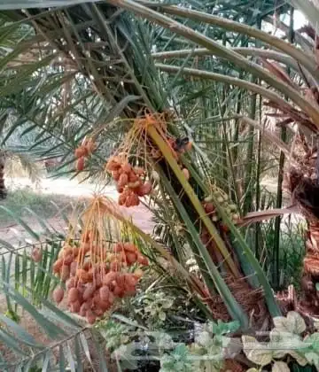 يوجد لدينا نخيل طيب اخلاص وصقعي ومجدوال وسكري 6
