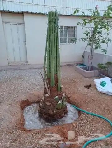 يوجد لدينا جميع أنواع انخيل اللبيع ونوايع فاخره ونخل زينه 8