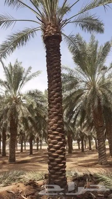 توريدجميع انواع انخيل العربي وجميع المقاسات فروخ نقايل جثايث 3