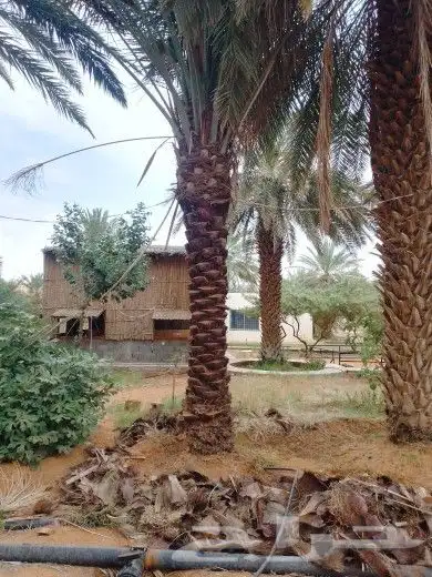 توريدجميع انواع انخيل العربي وجميع المقاسات فروخ نقايل جثايث 1