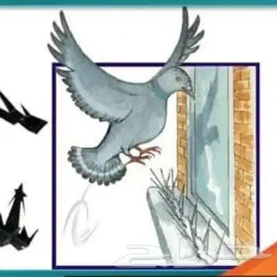 شركه تركيب اشواك طارد الحمام بالمنطقة الشرقية 4