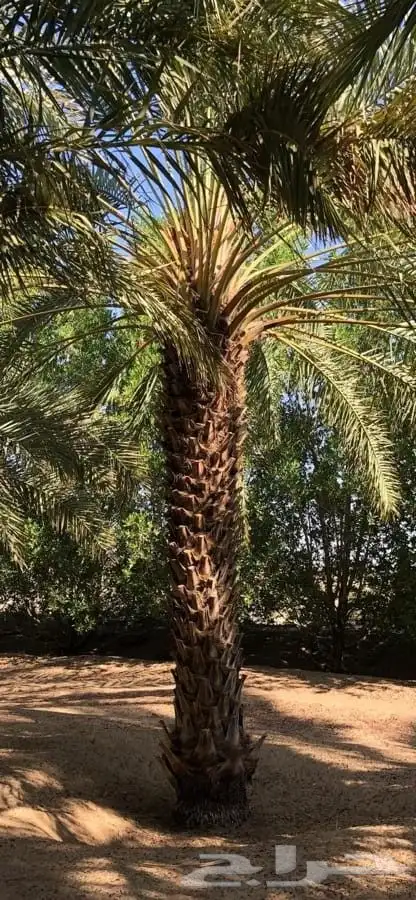 نخل عربي 6