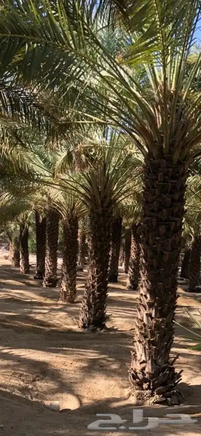 نخل عربي 5